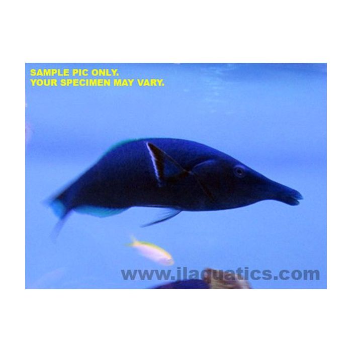 Buy Bird (Male) Wrasse (Asia Pacific) in Canada for as low as 98.95