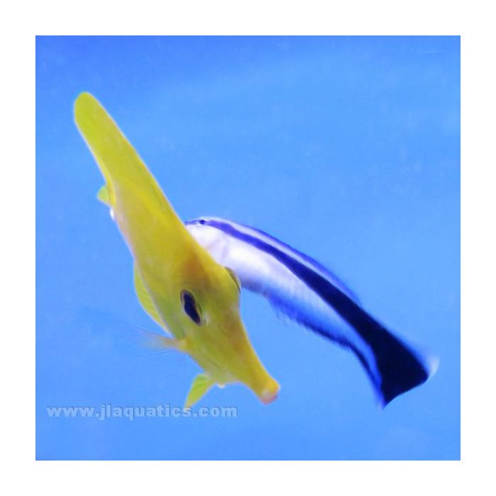 Buy Cleaner Wrasse (Asia Pacific) in Canada for as low as 19.45