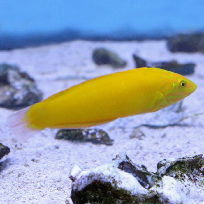 Buy Yellow Coris Wrasse (Asia Pacific) in Canada for as low as 48.95