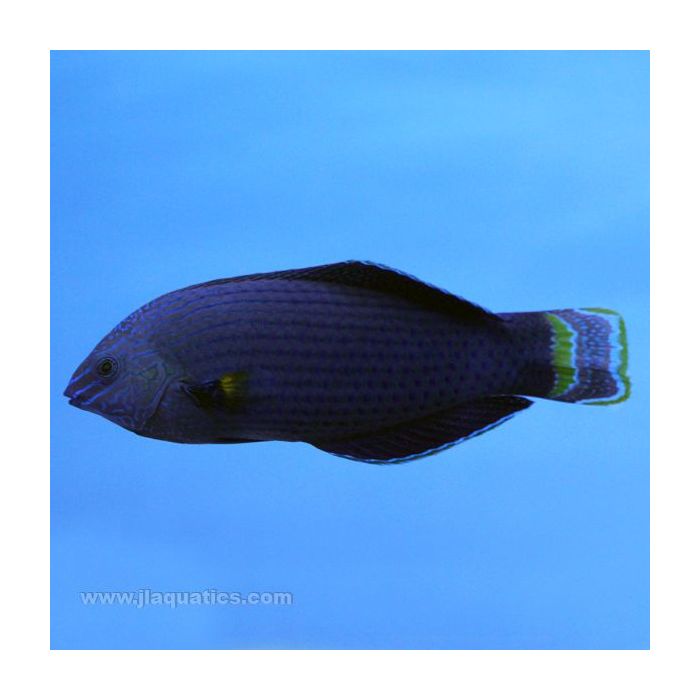 Buy Dusky Wrasse (Asia Pacific) in Canada for as low as 60.95