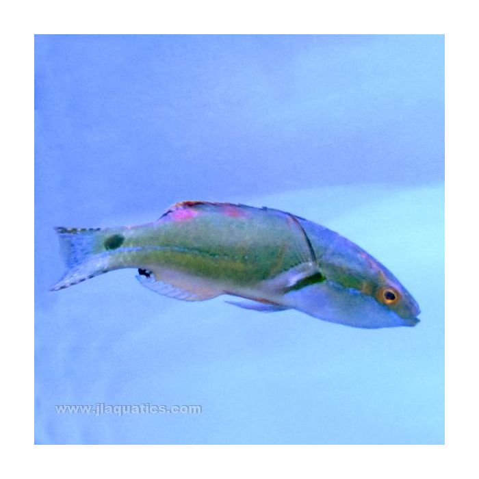 Buy Exquisite (Female) Fairy Wrasse (South Pacific) in Canada for as low as 59.95