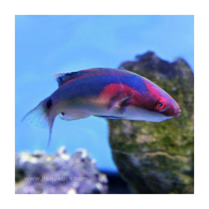 Buy Exquisite (Male) Fairy Wrasse (South Pacific) in Canada for as low as 130.95