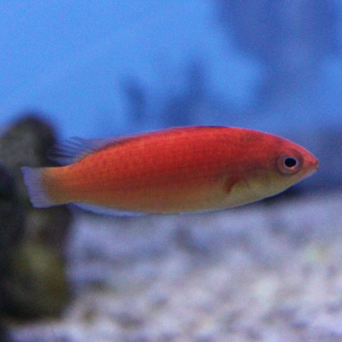 Buy Hooded (Female) Fairy Wrasse (South Pacific) in Canada for as low as 272.95