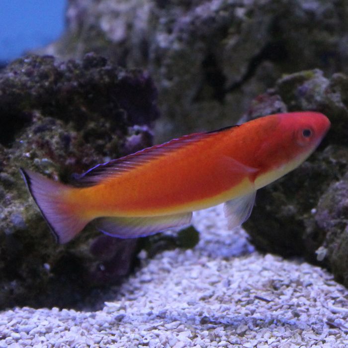 Buy Hooded (Male) Fairy Wrasse (South Pacific) in Canada for as low as 343.45