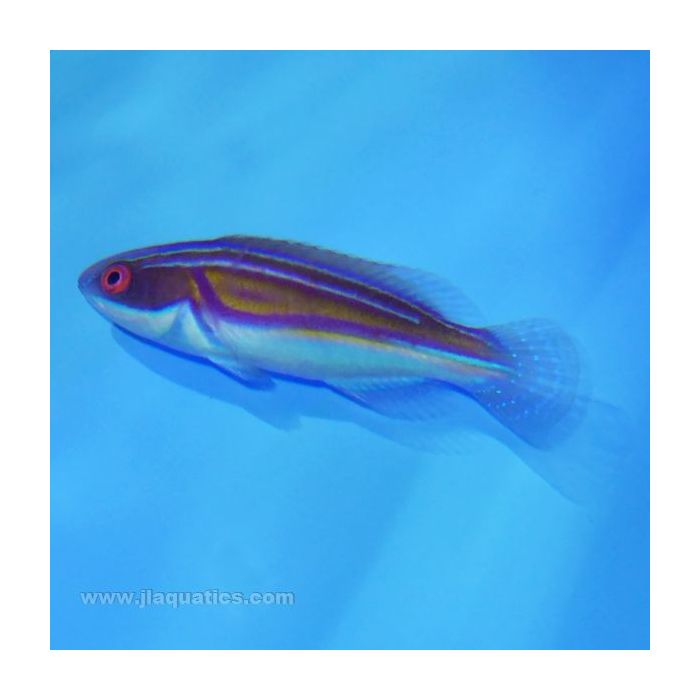 Buy Labouti Fairy Wrasse (Australia) in Canada for as low as 230.95