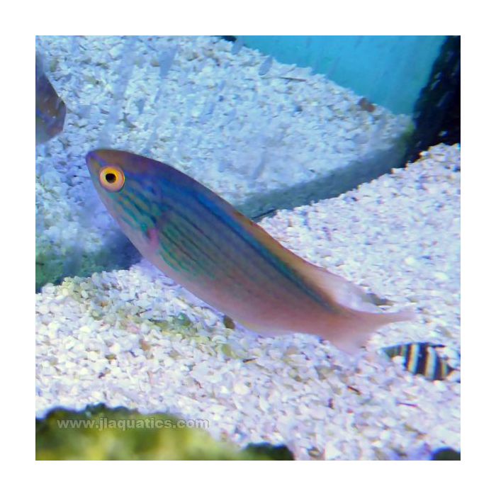 Buy Lineatus Fairy Wrasse (South Pacific) in Canada for as low as 488.45