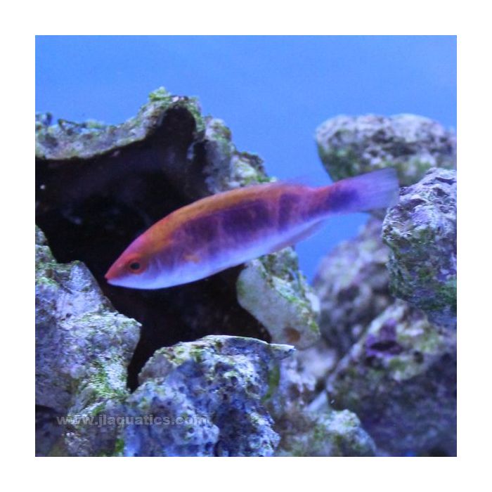 Buy Lubbock's Fairy Wrasse (Asia Pacific) in Canada for as low as 43.45