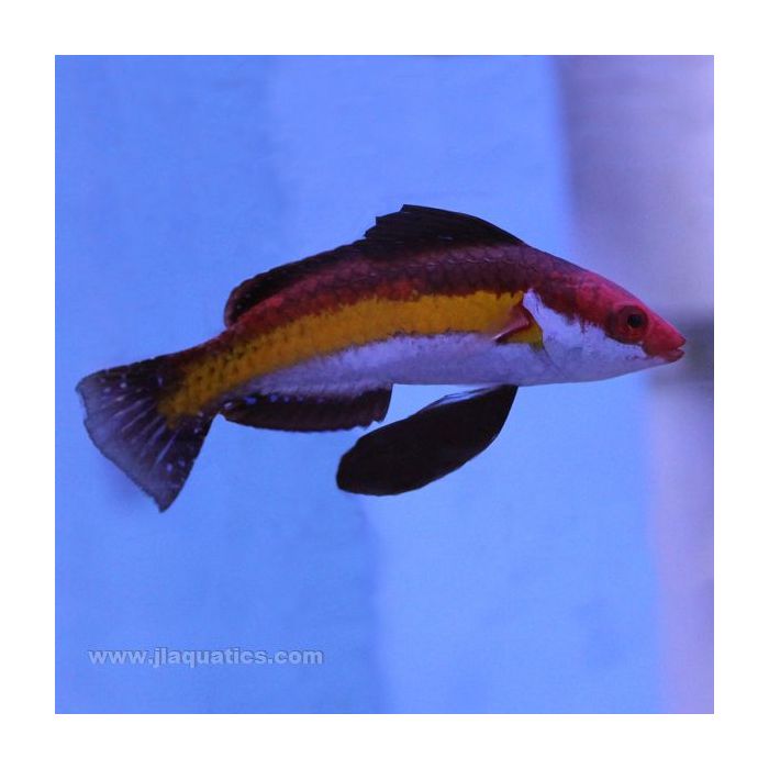 Buy Naokos (Male) Fairy Wrasse (Asia Pacific) in Canada for as low as 161.45