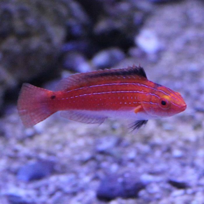 Buy Naokos (Female) Fairy Wrasse (Asia Pacific) in Canada for as low as 106.45