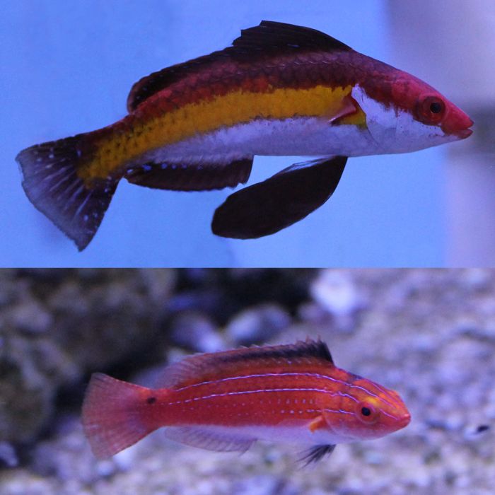 Buy Naokos (Pair) Fairy Wrasse (Asia Pacific) in Canada for as low as 265.95