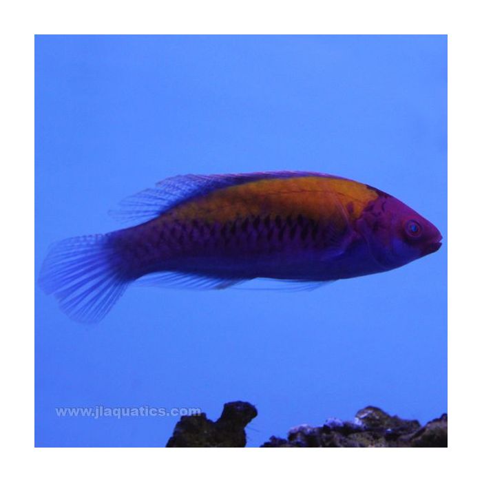Buy Orange Back Fairy Wrasse (Asia Pacific) in Canada for as low as 111.45