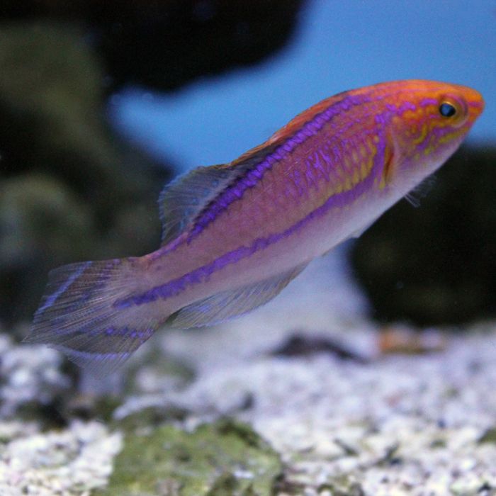 Buy Pintail Fairy Wrasse - Male (Asia Pacific) in Canada for as low as 145.95