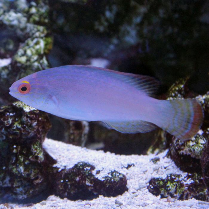 Buy Red Margin Fairy Wrasse (South Pacific) in Canada for as low as 181.95
