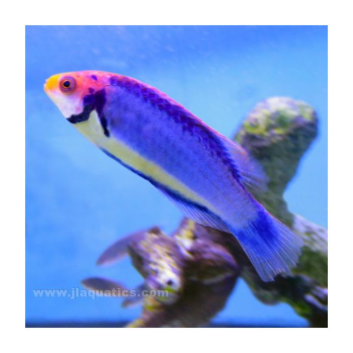 Buy Solar Fairy Wrasse (Asia Pacific) in Canada for as low as 66.95