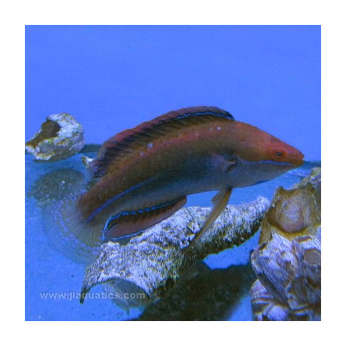 Buy Tonga Fairy Wrasse (South Pacific) in Canada for as low as 93.95