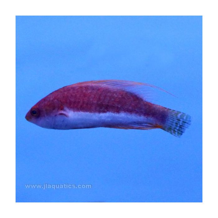 Buy Whipfin Fairy Wrasse (Asia Pacific) in Canada for as low as 70.45