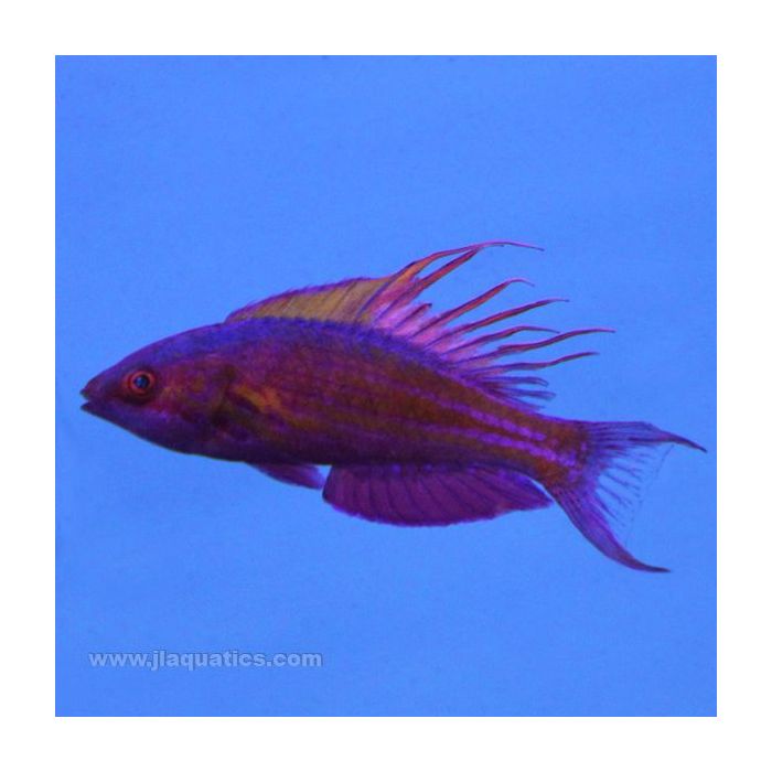 Buy Blue Flasher Wrasse (Asia Pacific) in Canada for as low as 57.95