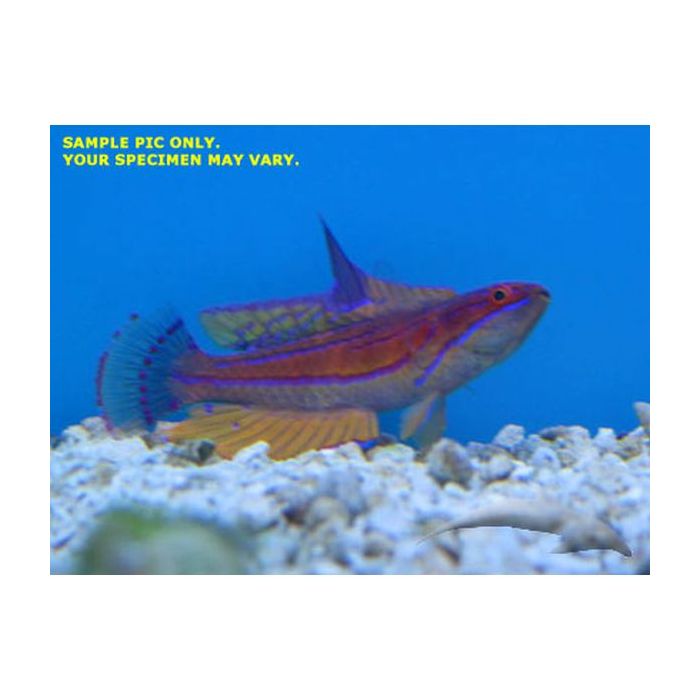 Buy Carpenter's Flasher Wrasse (Asia Pacific) in Canada for as low as 46.95