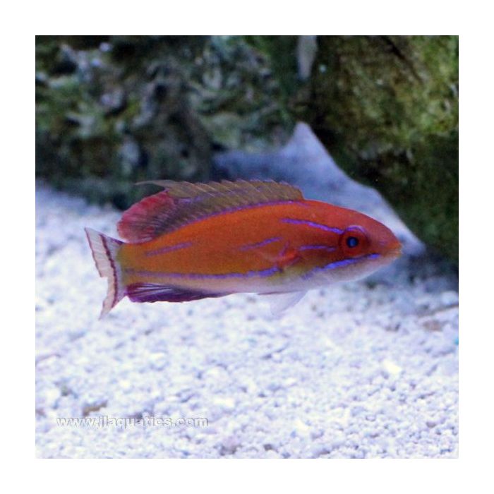 Buy McCosker's Flasher Wrasse (Asia Pacific) in Canada for as low as 87.45