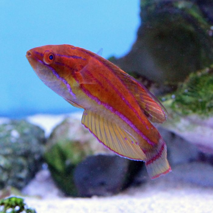 Buy Yellow Fin Flasher Wrasse (Asia Pacific) in Canada for as low as 43.45