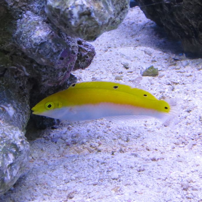 Buy Four Spot Yellow Coris Wrasse (Indian Ocean) in Canada for as low as 47.45