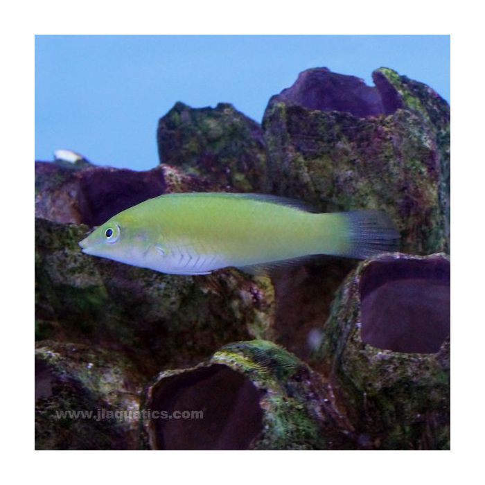 Buy Green Wrasse (Asia Pacific) in Canada for as low as 48.95
