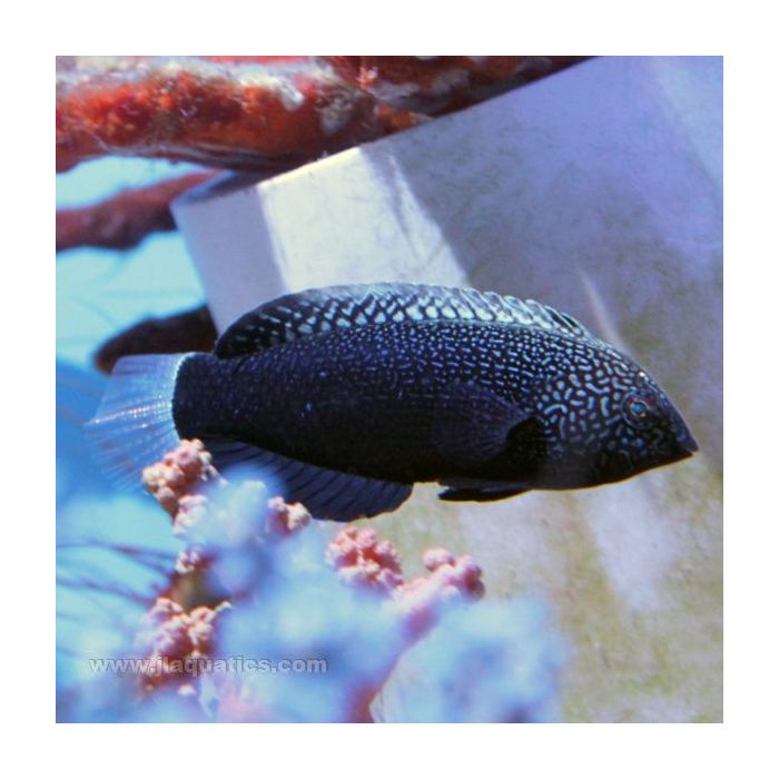 Buy Black Leopard Wrasse (Asia Pacific) in Canada for as low as 60.45