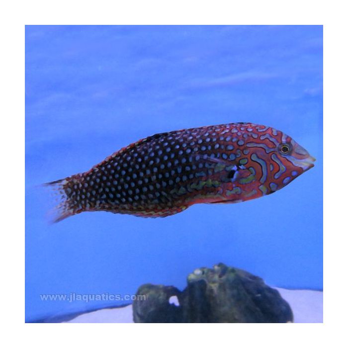 Buy Ornate Leopard Wrasse (Indian Ocean) in Canada for as low as 54.95