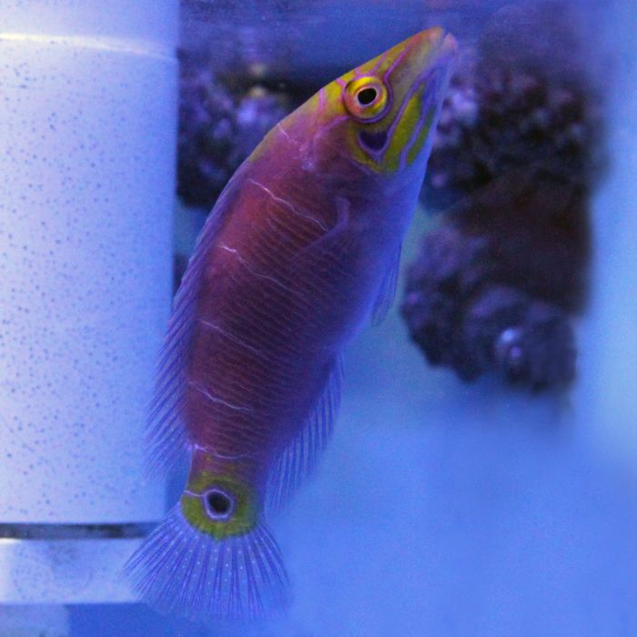 Buy Mystery Wrasse (South Pacific) in Canada for as low as 202.45