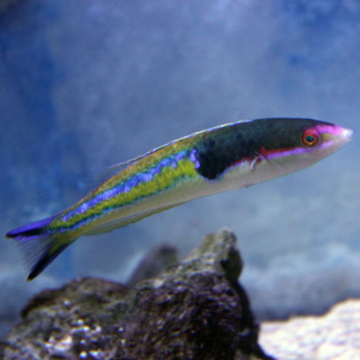 Buy Royal Pencil Wrasse (Asia Pacific) in Canada for as low as 63.95
