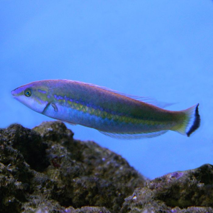 Buy Green Pencil Wrasse (Asia Pacific) in Canada for as low as 57.45