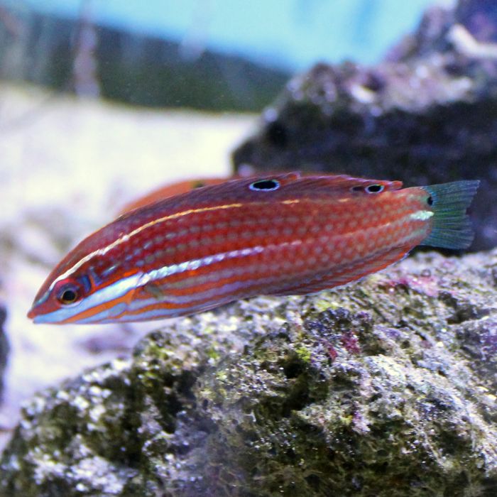 Buy Red Lined Wrasse (South Pacific) in Canada for as low as 87.45