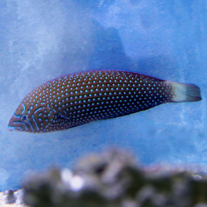 Buy Tamarin Wrasse (Asia Pacific) in Canada for as low as 69.45