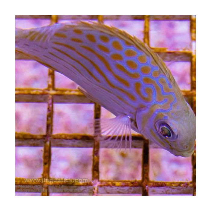 Buy Biota Golden-Lined Rabbitfish (Asia Pacific) in Canada for as low as 60.45
