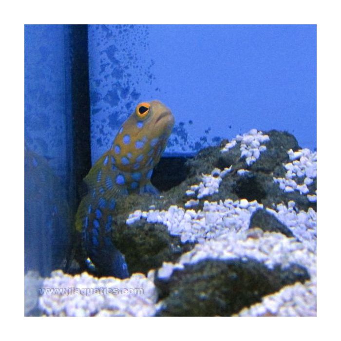 Buy Blue Spot Jawfish (West Pacific) in Canada for as low as 265.45