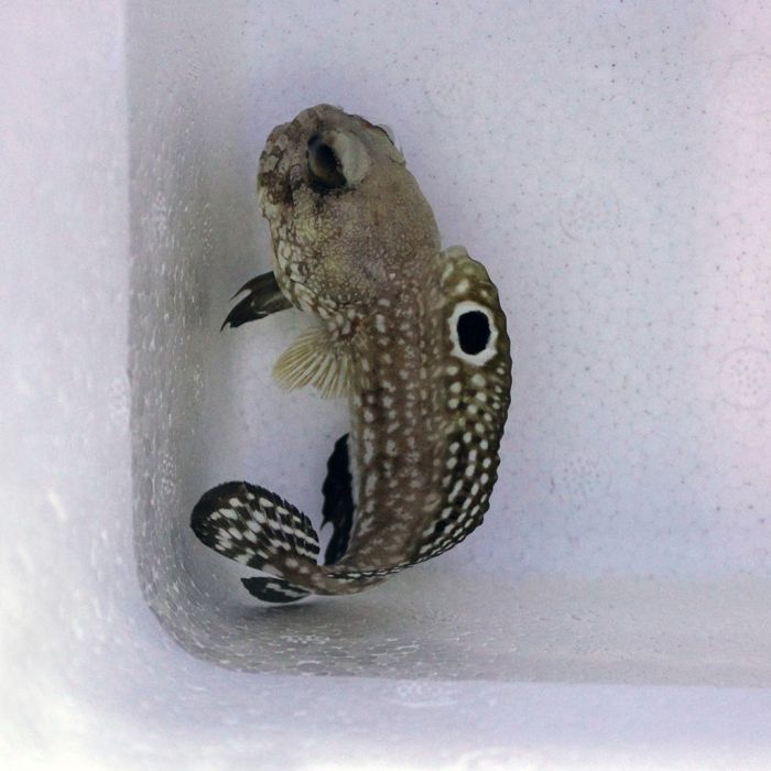 Buy Dusky Jawfish (Atlantic) in Canada for as low as 65.45