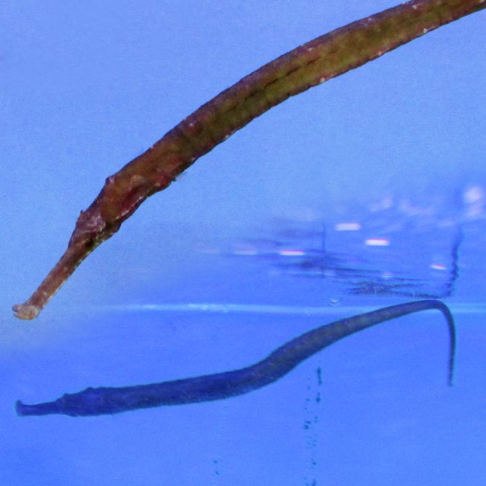 Buy Alligator Pipefish (Asia Pacific) in Canada for as low as 67.45