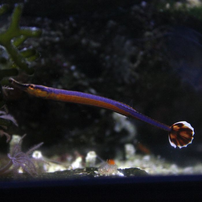 Buy Blue Stripe Pipefish (Asia Pacific) in Canada for as low as 39.95