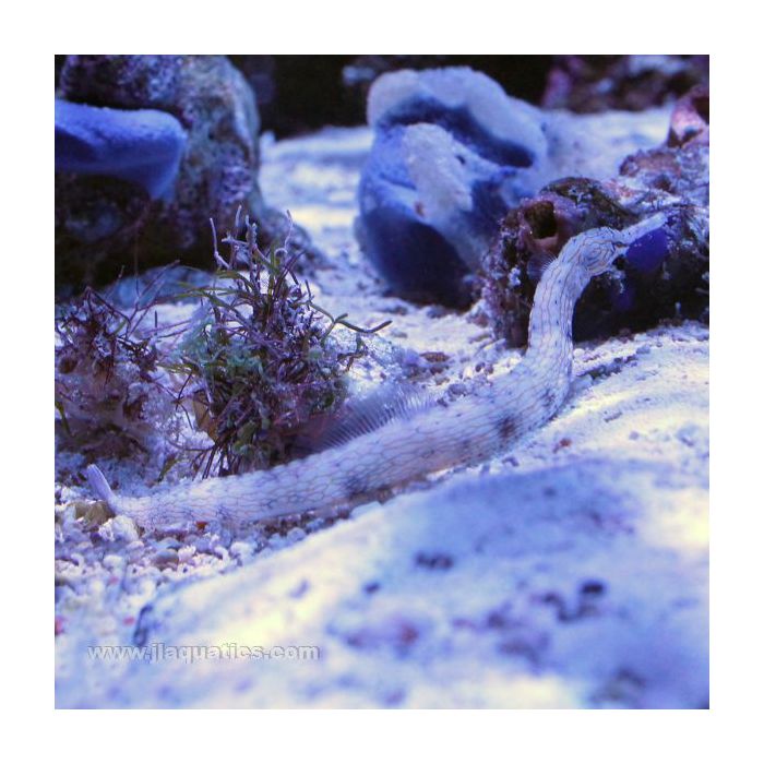 Buy Dragon Pipefish (Asia Pacific) in Canada for as low as 71.95