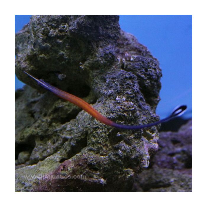 Buy Janns Pipefish (Asia Pacific) in Canada for as low as 62.45