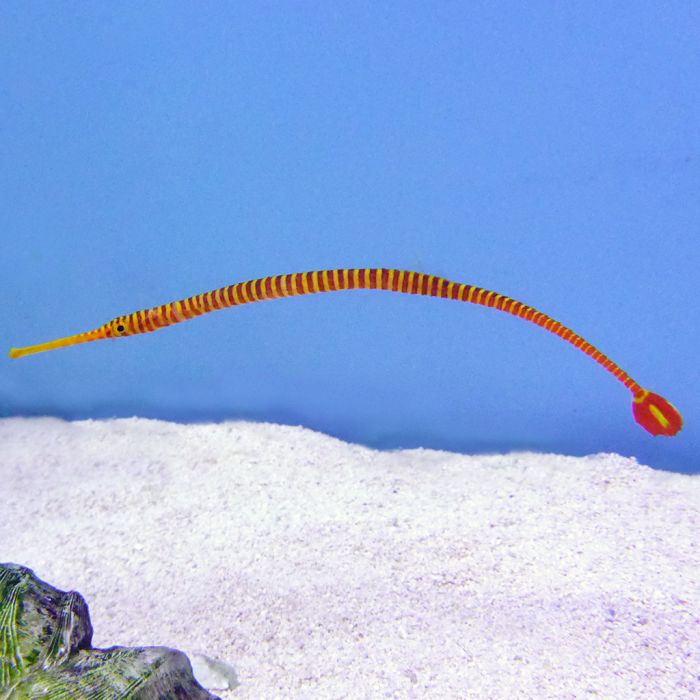 Buy Many Banded Pipefish (Asia Pacific) in Canada for as low as 67.45