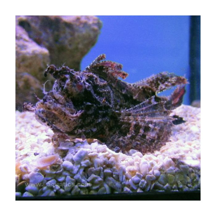 Buy Common Goose Scorpionfish (Asia Pacific) in Canada for as low as 99.45