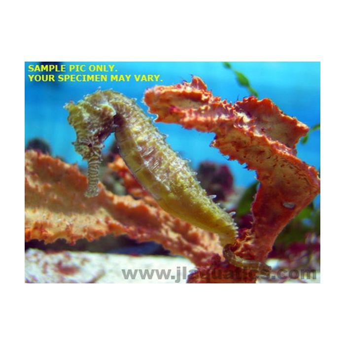 Buy Barbouri Seahorse (Tank Raised) in Canada for as low as 159.95
