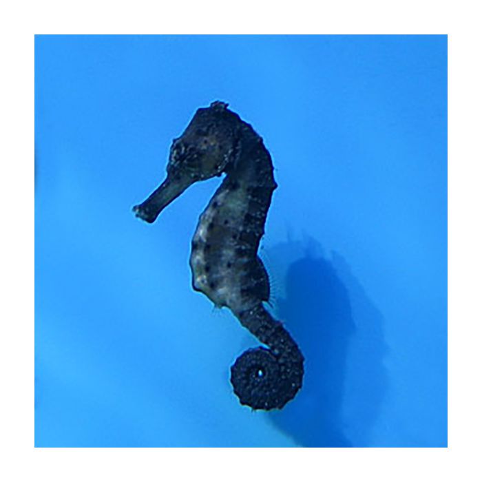 Buy Black Seahorse (Asia Pacific) in Canada for as low as 79.95