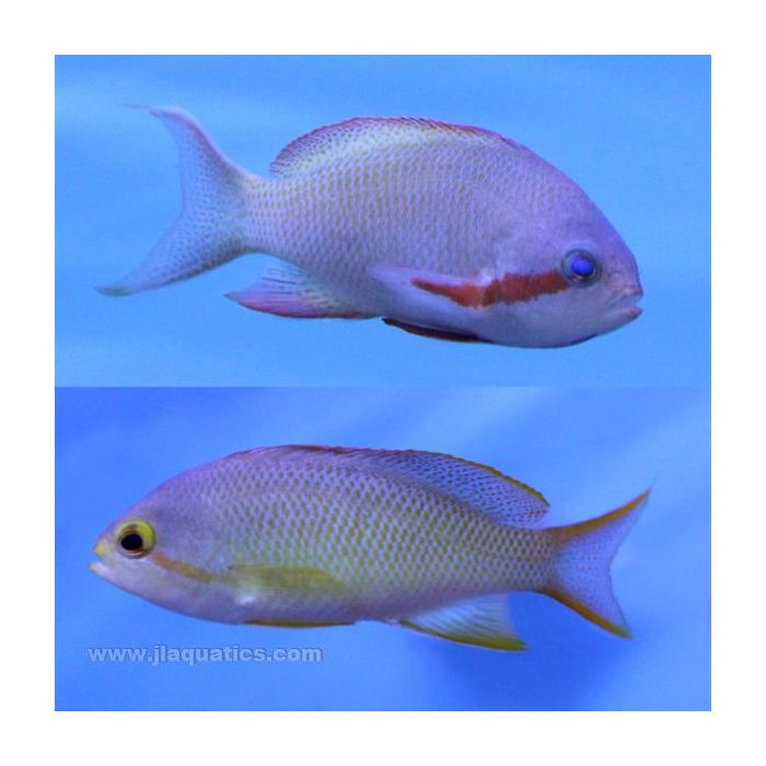 Male and female Hutchii anthias side by side images.