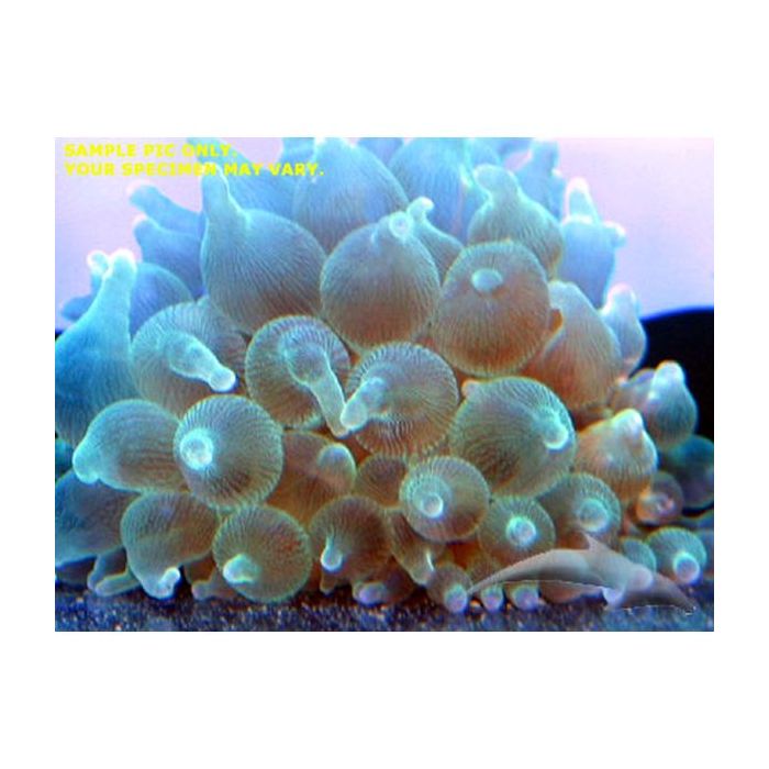 Buy Bubble Anemone - Green (Asia Pacific) in Canada for as low as 60.95