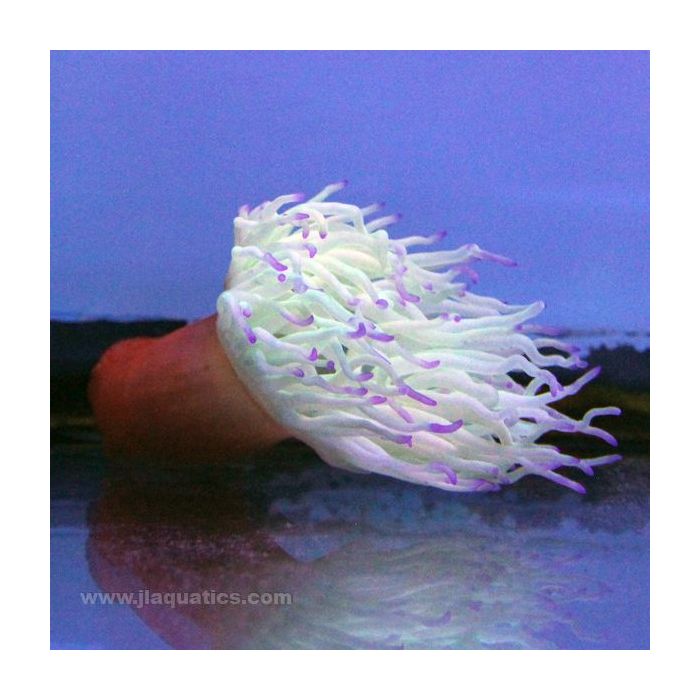 Buy Condylactis Anemone - Ultra (Atlantic) in Canada for as low as 52.45