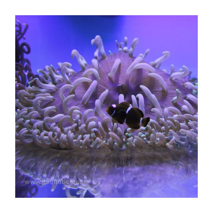 Buy Long Tentacle Anemone (Asia Pacific) in Canada for as low as 47.45