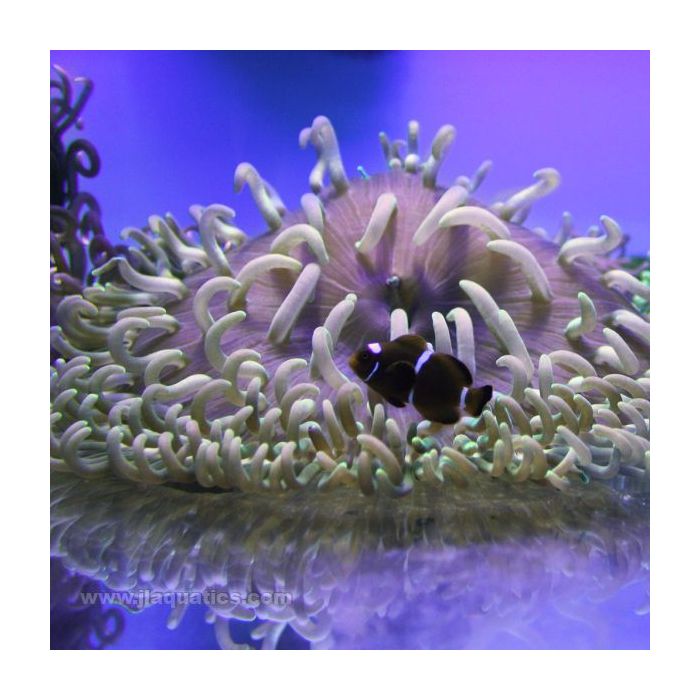 Buy Long Tentacle Anemone - Colored (Asia Pacific) in Canada for as low as 77.45