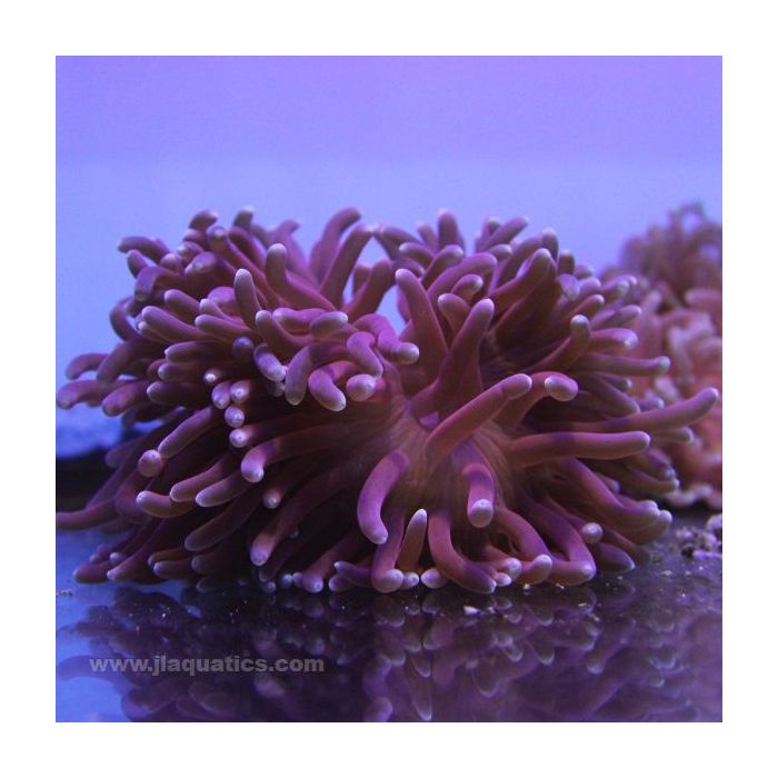 Buy Long Tentacle Anemone - Ultra (Asia Pacific) in Canada for as low as 127.45